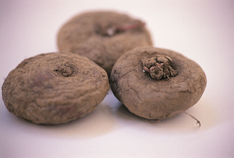 Cyclamen, Cyclamen Tubers