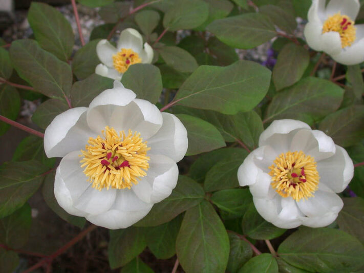 Woodland Peony, Obovate Peony, paeonia obovata