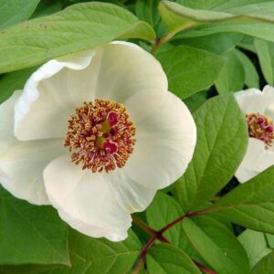 Woodland Peony, Obovate Peony, paeonia obovata