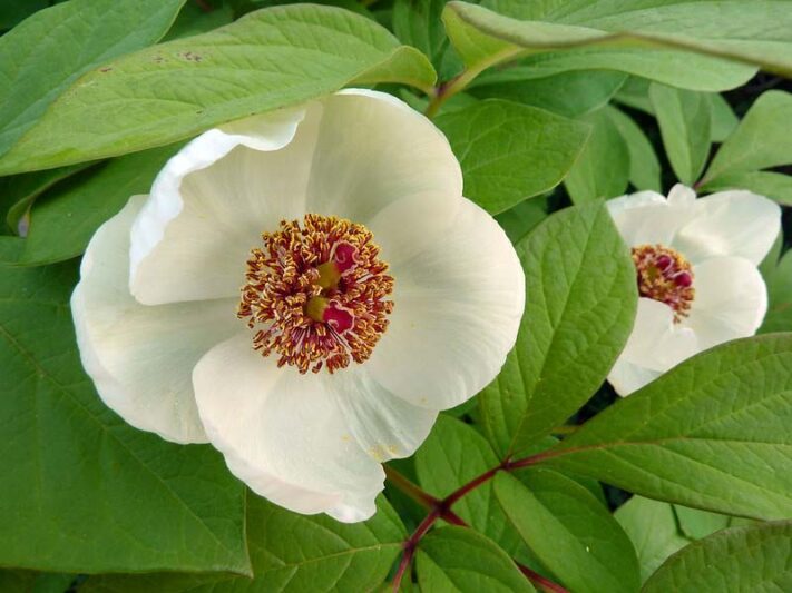 Woodland Peony, Obovate Peony, paeonia obovata