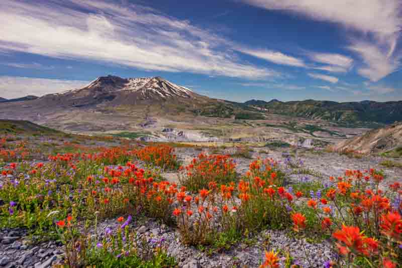 The breathtaking views of the volcano and amazing valley of flowers. Harry's Ridge Trail. Mount St Helens National Park, South Cascades in Washington State, USA