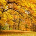 Oak Tree, Oak, Fall Leaves,