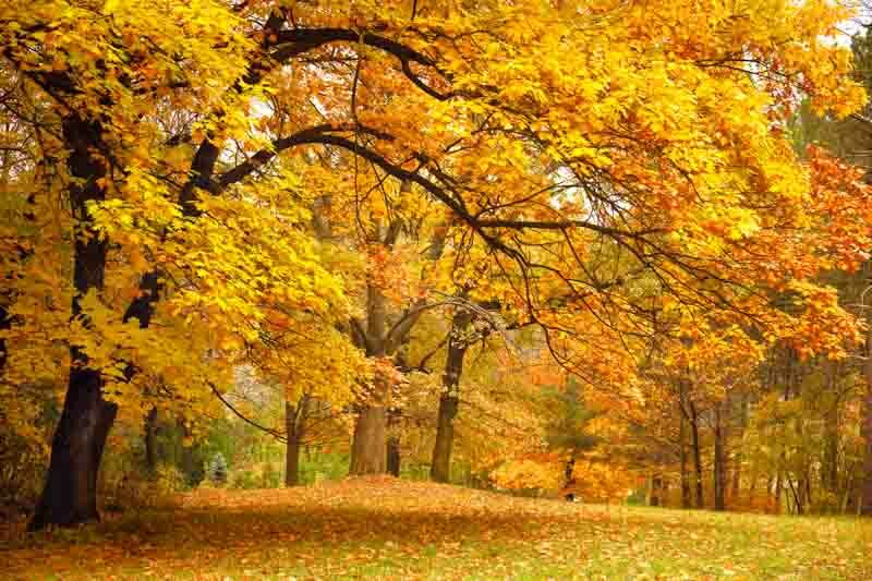 Oak Tree, Oak, Fall Leaves,