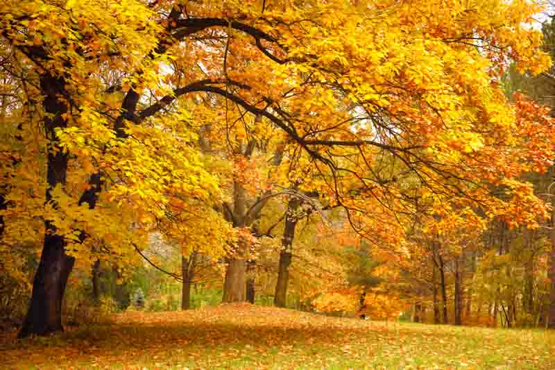 Oak Tree, Oak, Fall Leaves,