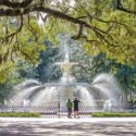Live Oak, Oak Tree, Southern White Oak, Quercus Virginiana,