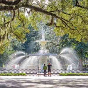 Live Oak, Oak Tree, Southern White Oak, Quercus Virginiana,