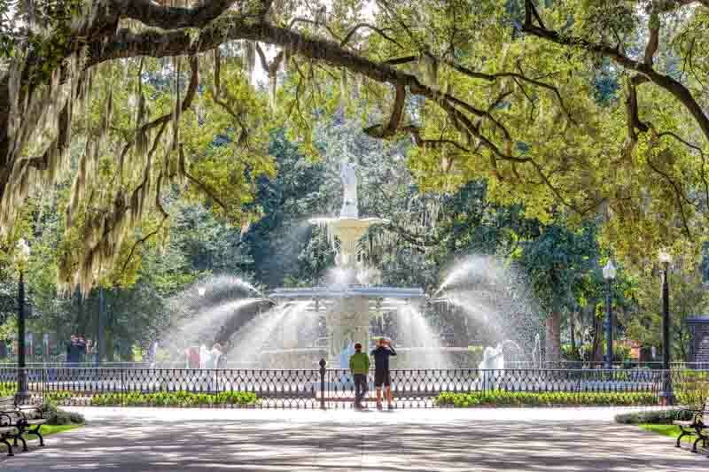 Live Oak, Oak Tree, Southern White Oak, Quercus Virginiana,