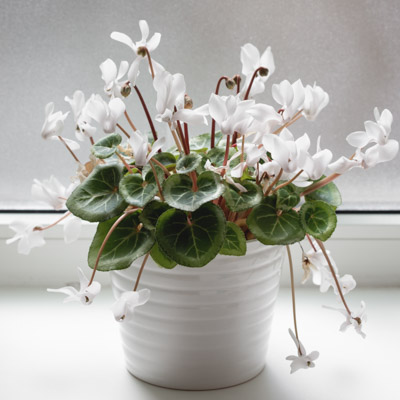 Cyclamen, Cyclamen persicum, Potted Cyclamen, Indoor Cyclamen