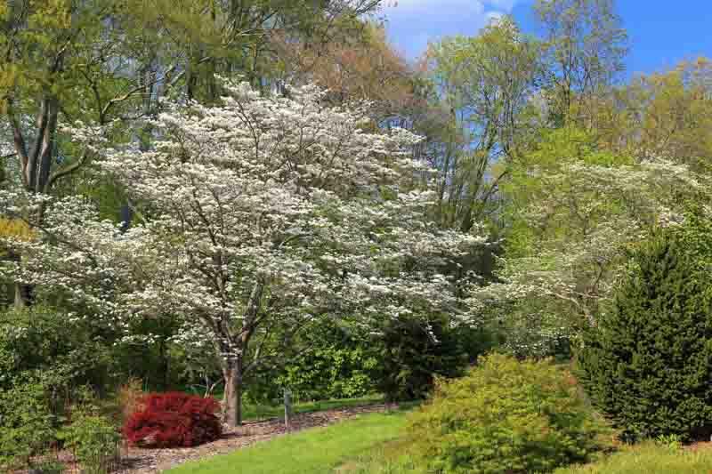 Dogwood,Dogwood tree, Flowering Dogwood