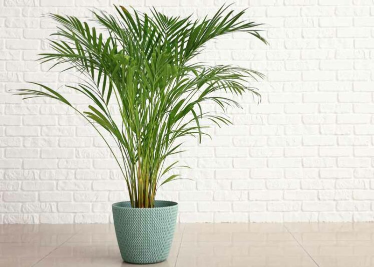 Areca Palm, bamboo palm, butterfly palm, Dypsis lutescens