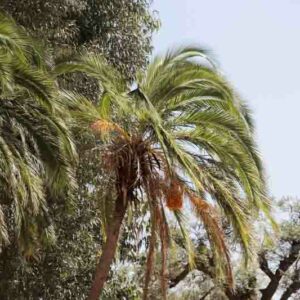 Senegal date palm, Phoenix reclinata