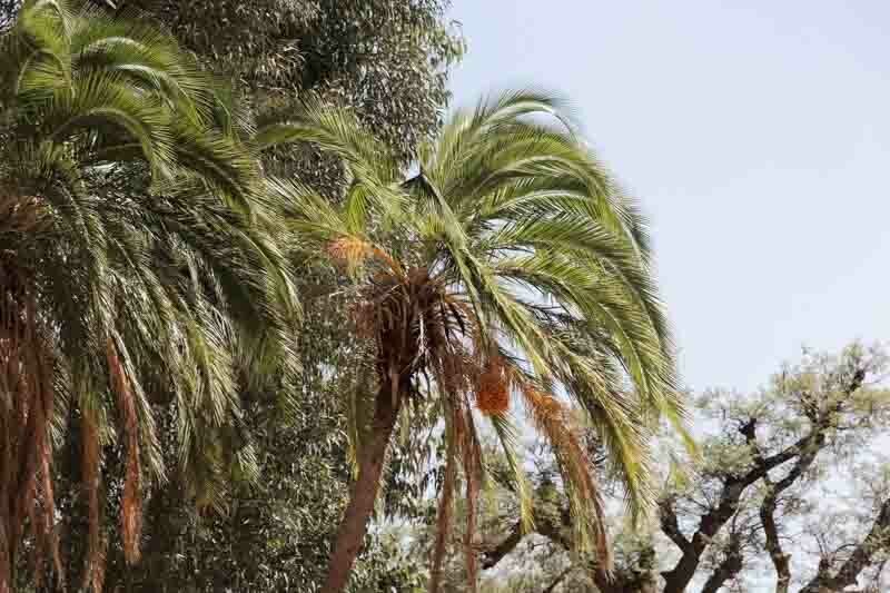Senegal date palm, Phoenix reclinata