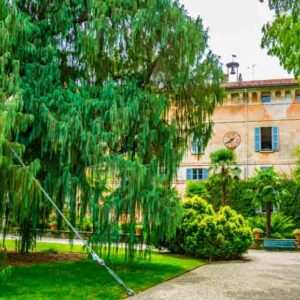 Kashmir Cypress, Cupressus cashmeriana