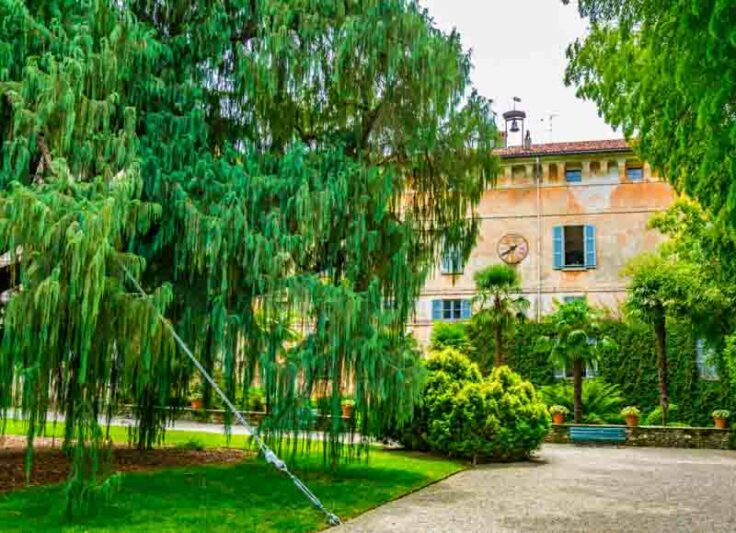 Kashmir Cypress, Cupressus cashmeriana