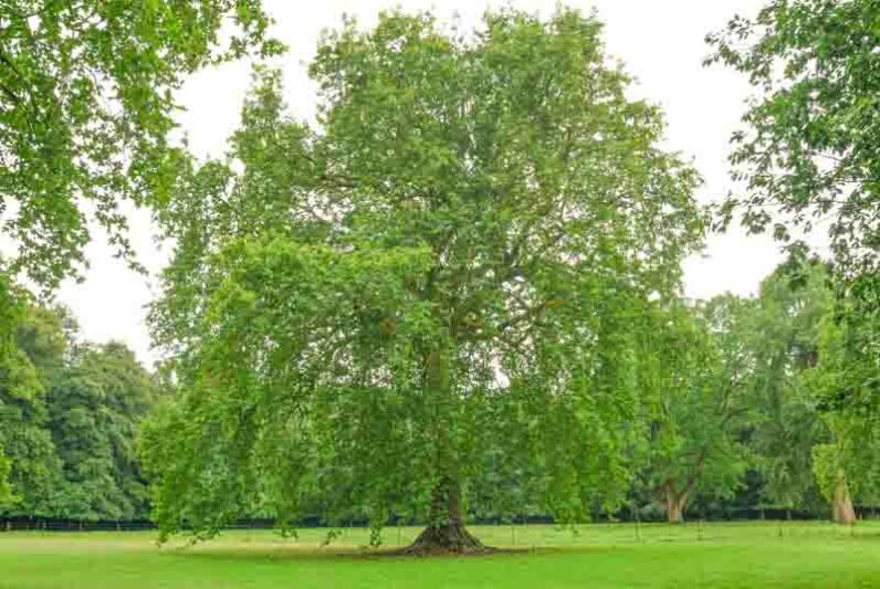 Sycamore, Old World Sycamore, Oriental Sycamore, Platanus orientalis