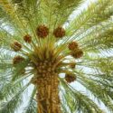 Palm Tree, Palm Trees, Popular Palm Trees, Types of Palm Trees