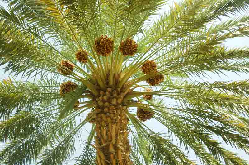 Palm Tree, Palm Trees, Popular Palm Trees, Types of Palm Trees