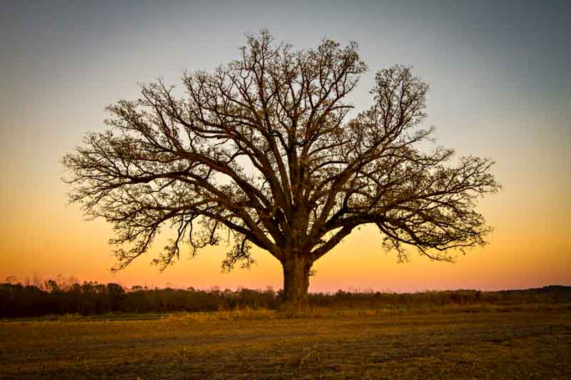 Burr Oak, Oak Tree, Oak, Quercus macrocarpa
