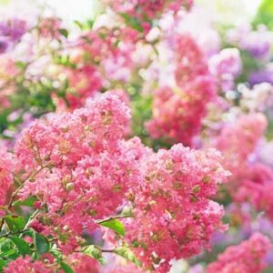 Crepe Myrtle, Crape Myrtle, Crepe Myrtle tree, Flowering Shrub