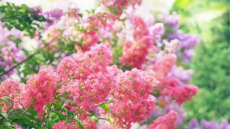 Crepe Myrtle, Crape Myrtle, Crepe Myrtle tree, Flowering Shrub