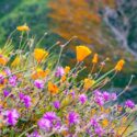 Wildflowers, Spring Wildflowers, California poppy, Desert wishbone bush