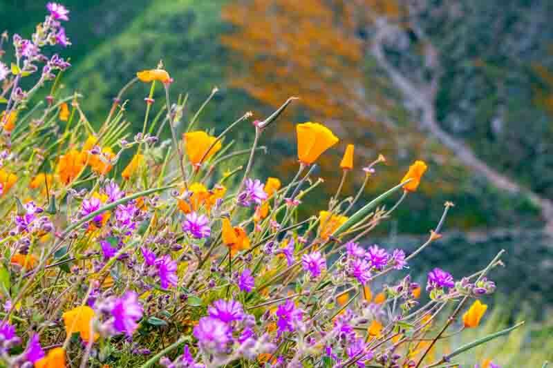 Wildflowers, Spring Wildflowers, California poppy, Desert wishbone bush
