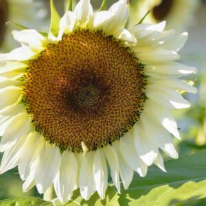 Procut White Nite Sunflower, Sunflower Procut White Night, White Sunflower, Cream Sunflower, Helianthus