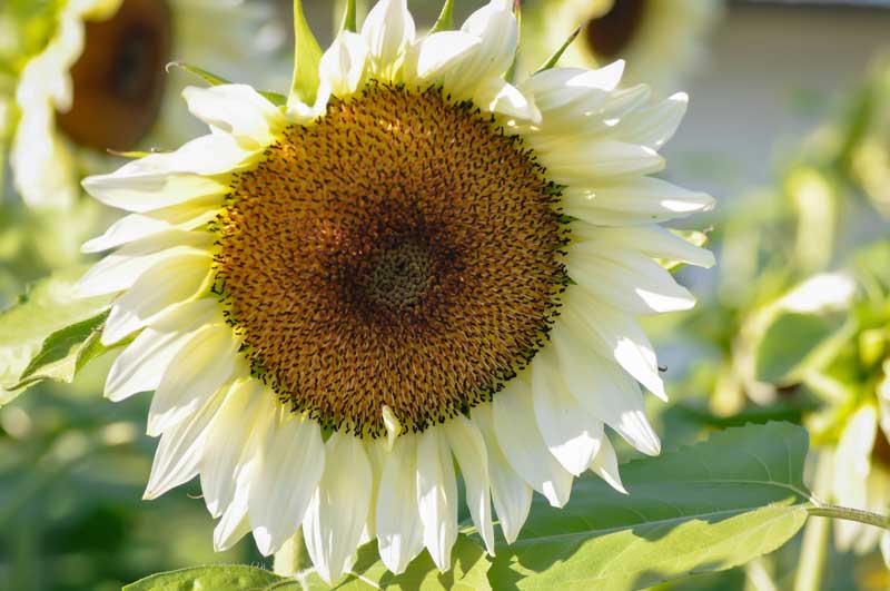 Procut White Nite Sunflower, Sunflower Procut White Night, White Sunflower, Cream Sunflower, Helianthus