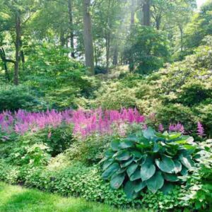 Shade Garden, Shade Perennials, Astilbe, Hosta, Azalea