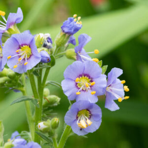 Jacob's ladder, polemonium, Shade Plants, Shade Flowers, Blue Flowers