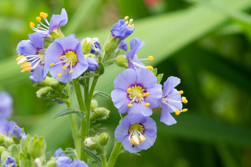 Jacob's ladder, polemonium, Shade Plants, Shade Flowers, Blue Flowers