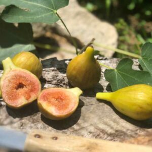 Fig, Common Fig, Olympian Fig, Ficus carica Olympian