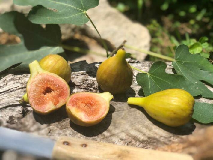 Fig, Common Fig, Olympian Fig, Ficus carica Olympian