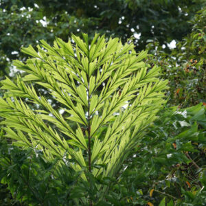 Fishtail Palm, Burmese Fishtail Palm, Clustering Fishtail Palm, Caryota mitis, Palm Tree