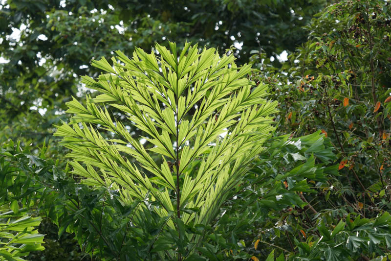 Fishtail Palm, Burmese Fishtail Palm, Clustering Fishtail Palm, Caryota mitis, Palm Tree