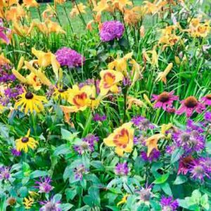 Perennial, Perennial Flowers, dailily,coneflower