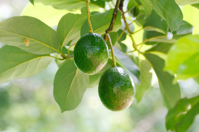 Avocado, Avocado Tree, Persea americana