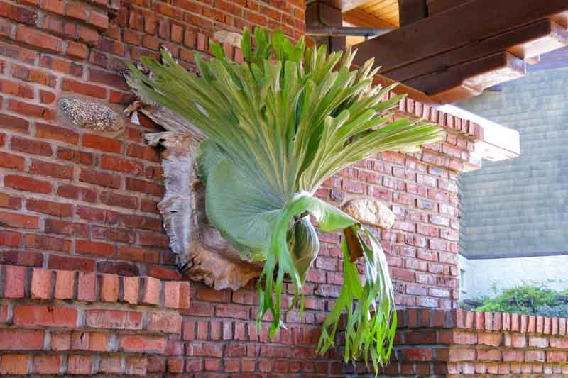 staghorn fern, Platycerium bifurcatum, antelope ears