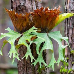 staghorn fern, Platycerium bifurcatum, antelope ears