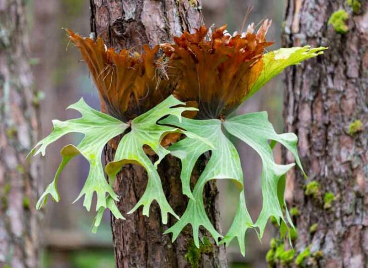 staghorn fern, Platycerium bifurcatum, antelope ears