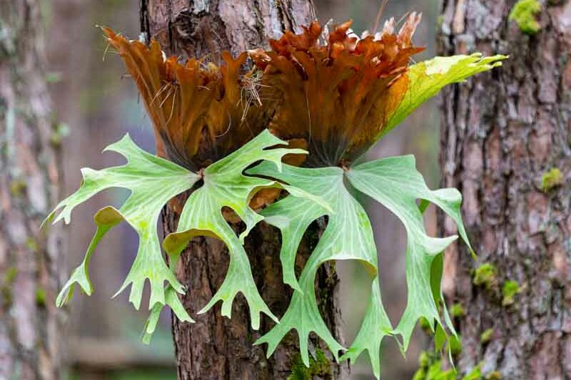 staghorn fern, Platycerium bifurcatum, antelope ears