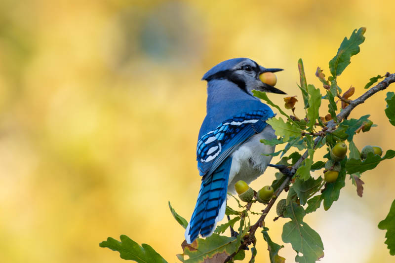 Oak Tree, Oak, Jay, Acorn, Blue Jay