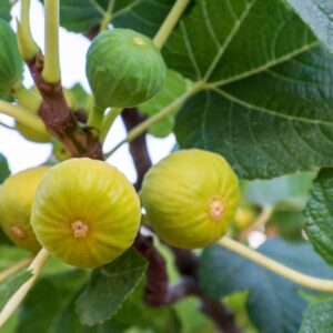 Fig, Common Fig, Yellow Long Neck Fig, Ficus carica Yellow Long Neck