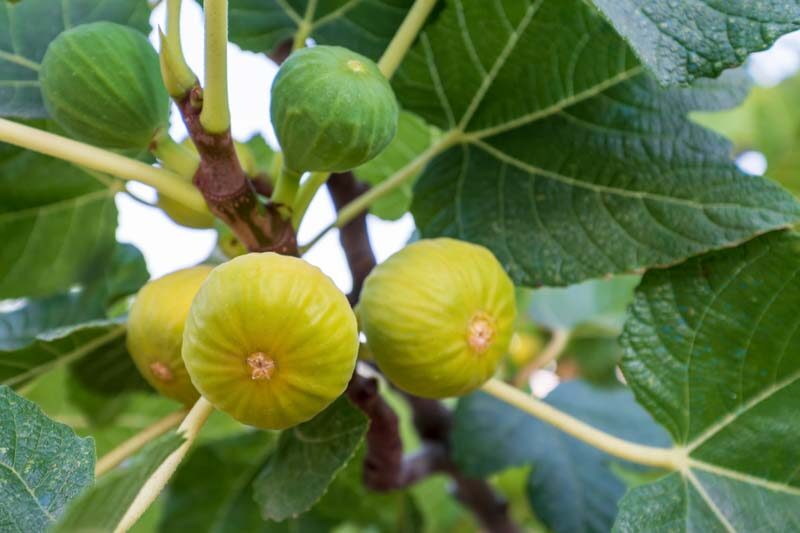 Fig, Common Fig, Yellow Long Neck Fig, Ficus carica Yellow Long Neck