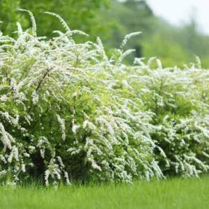 Spirea, Spiraea, meadowsweet, shrub,Spiraea cinerea 'Grefsheim'