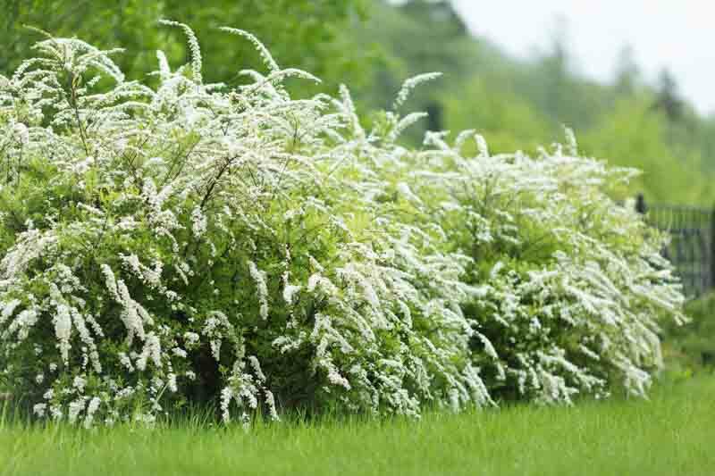 Spirea, Spiraea, meadowsweet, shrub,Spiraea cinerea 'Grefsheim'