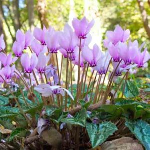 Cyclamen, Cyclamen hederifolium, Pink Cyclamen, Hardy Cyclamen