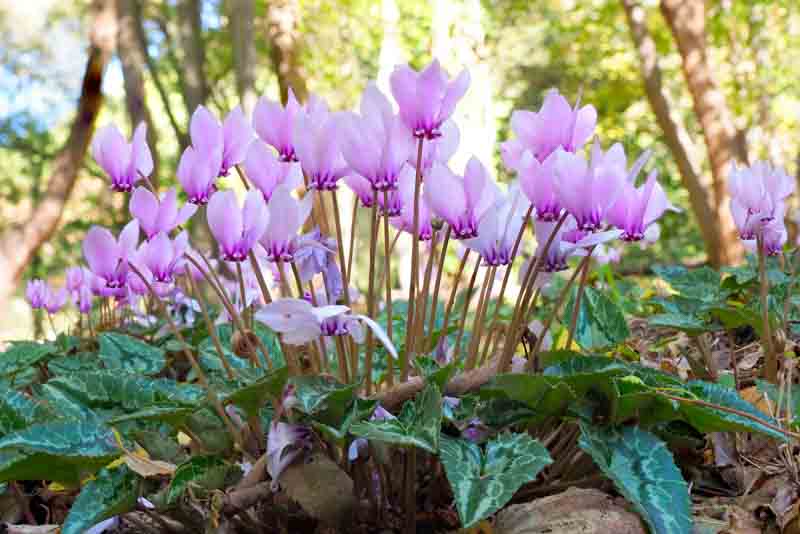 Cyclamen, Cyclamen hederifolium, Pink Cyclamen, Hardy Cyclamen