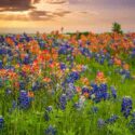 Texas bluebonnets, Indian Paintbrush, wildflowers, Lupinus texensis, castilleja indivisa