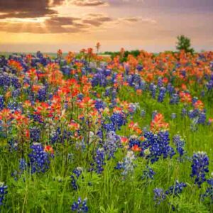 Texas bluebonnets, Indian Paintbrush, wildflowers, Lupinus texensis, castilleja indivisa